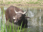 Zelfs de Landmeerse waterbuffel geniet van de nazomer.....(in sprookjes)